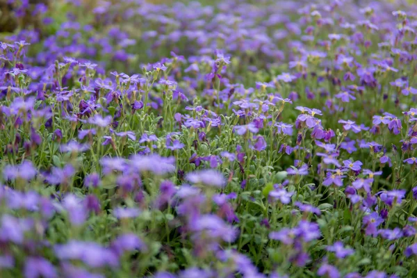 Detail der lila Blüten — Stockfoto