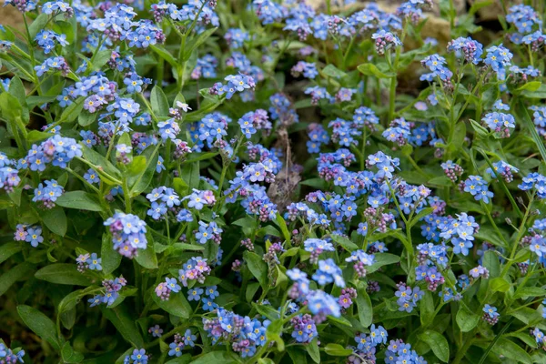 Blaue Myosotis — Stockfoto