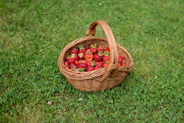 Sweet and soft strawberries — Stock Photo, Image