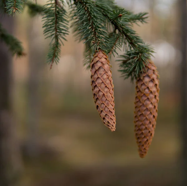 Close up van kegels op een boom — Stockfoto