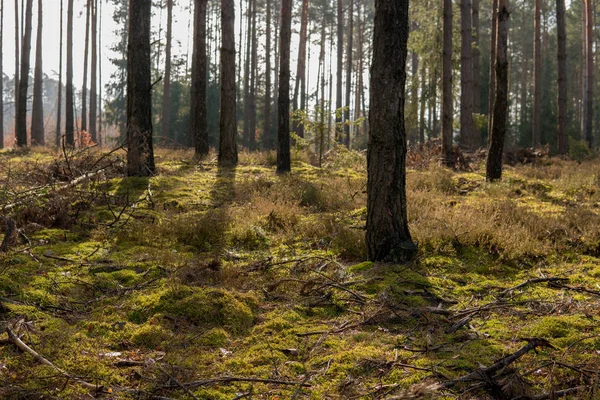 In een forest Moss tijdens zonnige dag Stockafbeelding