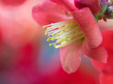  ercik Chaenomeles japonica üzerinde