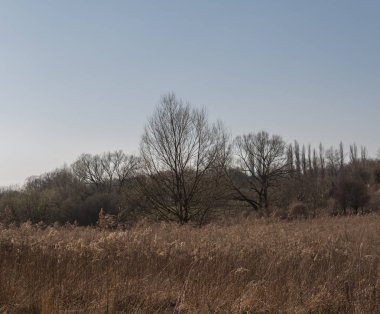 kurutulmuş ot ile erken bahar manzara