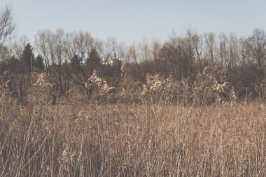 kurutulmuş ot ile erken bahar manzara