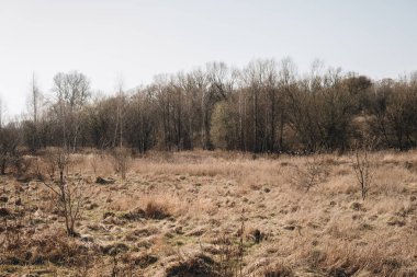 kurutulmuş ot ile erken bahar manzara