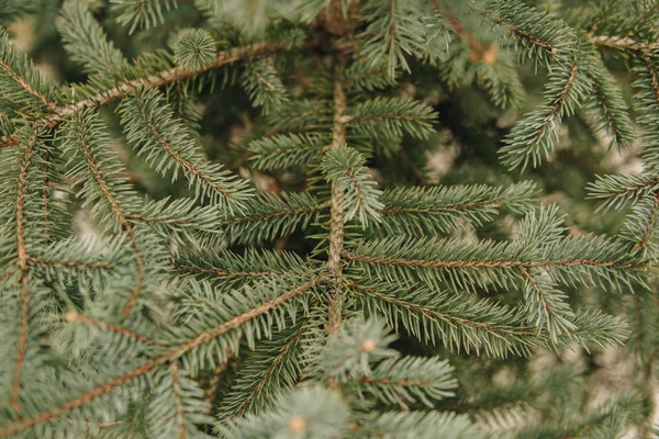 Groene naalden van sparrenhout — Stockfoto