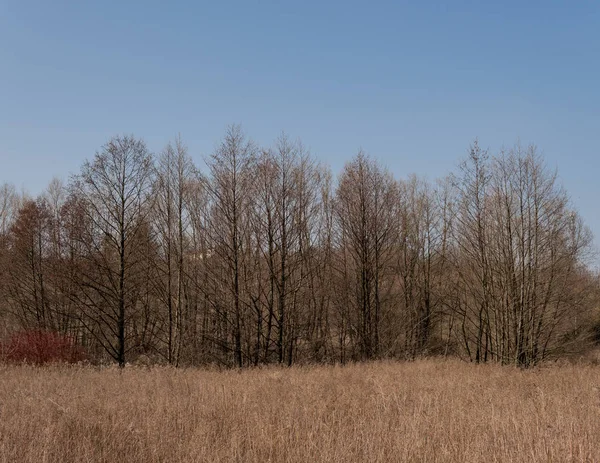 Časná Jarní krajina se sušenou trávou — Stock fotografie