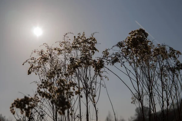 Trockenes Gras über blauem Himmel — Stockfoto