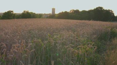 Buğday tarlası üzerinde gün batımı ve arka planda görünen kale gözetleme kulesi gün batımında küçük parçacıklar uçuşuyor.