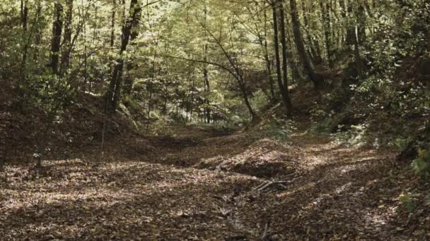 Slow Motion Handheld Shot Leaves Falling Gully Landform Autumn — Stock Video