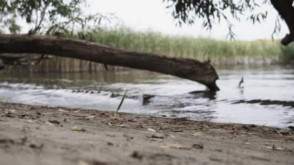 木と杖で湖の岸にぶつかる小さな波の終わり — ストック動画