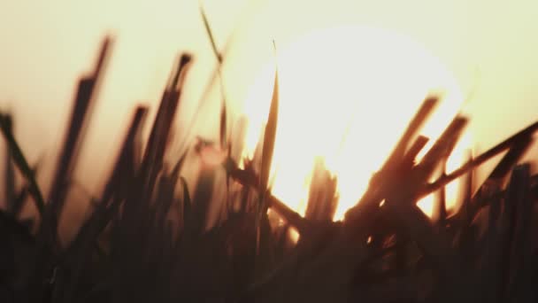 Κοντινό Πλάνο Του Stubble Στο Πεδίο Κατά Διάρκεια Του Ηλιοβασιλέματος — Αρχείο Βίντεο
