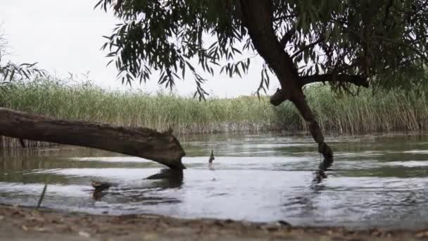 Ağaçlı Bastonlu Bir Gölün Kıyısına Vuran Küçük Dalgalara Yakın — Stok video