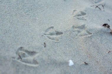 Bir martının ayak izleri. 