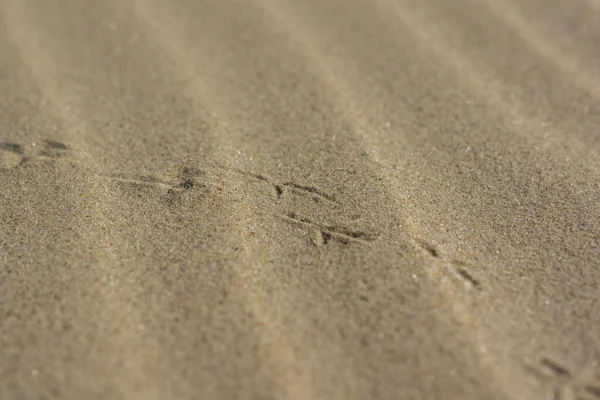 Impronte di sterna su una spiaggia sabbiosa — Foto Stock