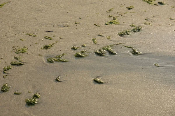 Algas verdes na praia arenosa — Fotografia de Stock