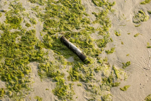 Alghe verdi sulla spiaggia sabbiosa — Foto Stock