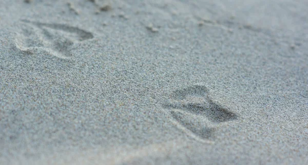 Footprints of a seagull — Stock Photo, Image