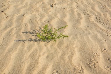 Kumlu plajda büyüyen Avrupa arama çalışmaları