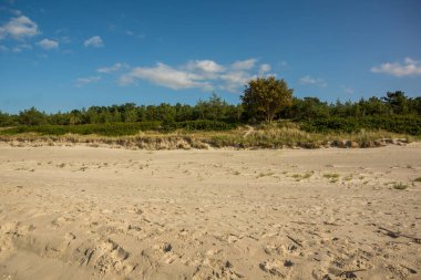 Kumlu bir kumulda büyüyen ağaçlar