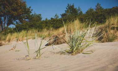 bir kumsalda çimenler