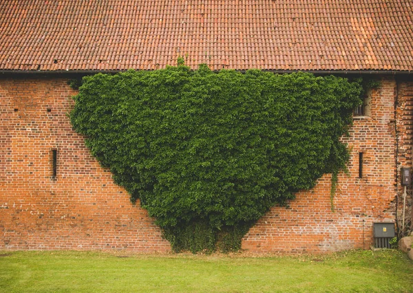 Grüner Efeu, der an einer Mauer wächst — Stockfoto