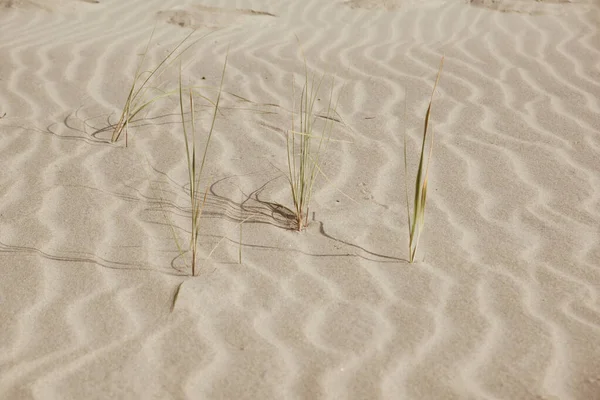 Hierba en una playa de arena —  Fotos de Stock