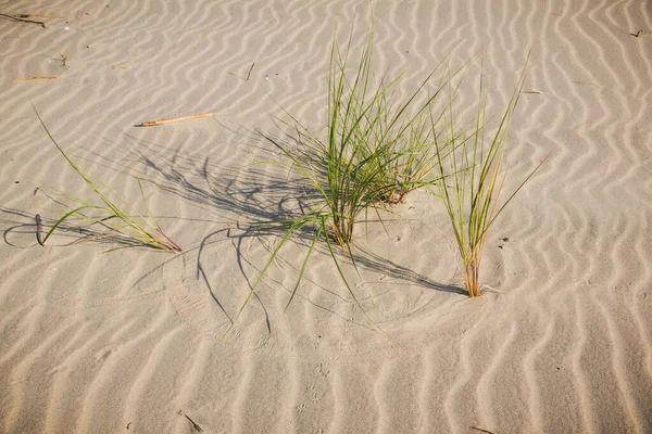 Hierba en una playa de arena —  Fotos de Stock