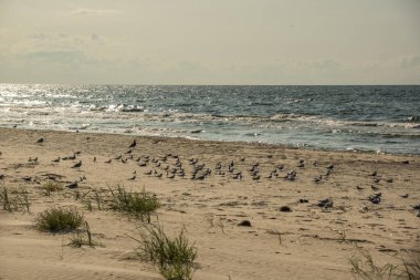 Kumsalda oturan deniz kuşları.
