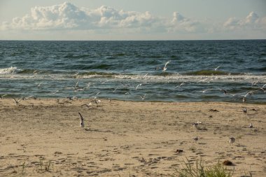 Martılar uçmaya başladı.