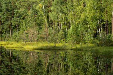 Disrofik gölün sakin sularında orman yansıması