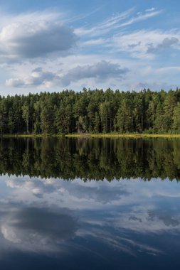 Disrofik gölün sakin sularında orman yansıması