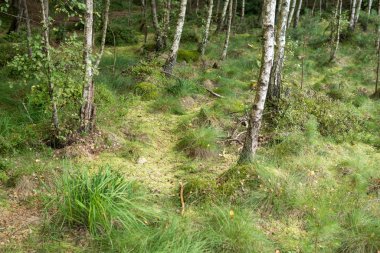 Bir Riparian ormanının manzarası