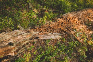 Yerde çürümüş ağaç var.