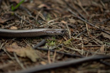 Bir Slowworm 'a yaklaş