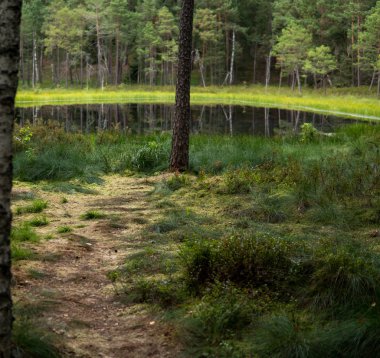 Ormanın ortasında disrofik göl