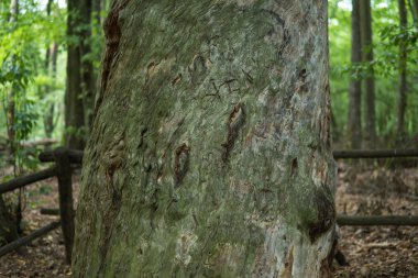 Çok eski bir çam ağacı.