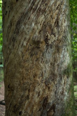 Çok eski bir çam ağacı.