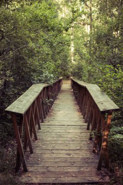 Ormanın içindeki küçük ahşap köprü