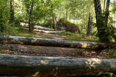 Ağaçlar bir yola düştü.