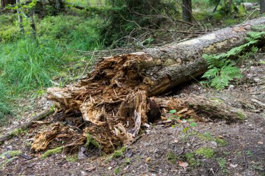Yerde çürümüş ağaç var.