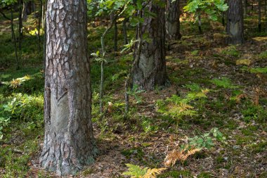 reçine elde etme süreci