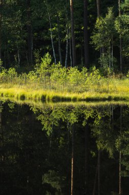 Disrofik gölün sakin sularında orman yansıması