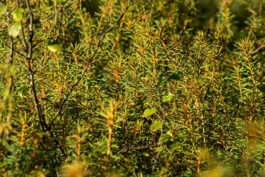 Bir ormanın içinde Lycopodium nototinum