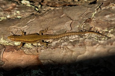 Kum kertenkelesinin bir erkeğine yaklaş