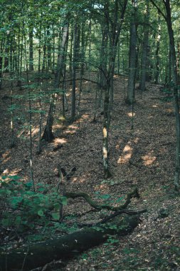 Ilıman yaprak döken bir ormanın manzarası