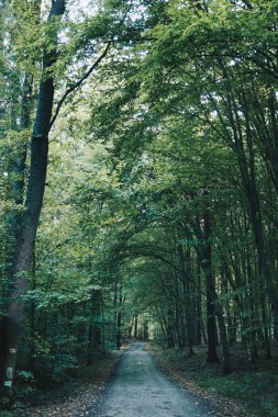 toprak yol bir orman yoluyla