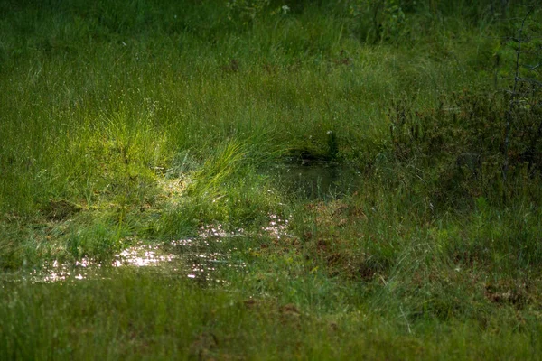 Oever van een dystrofisch meer — Stockfoto