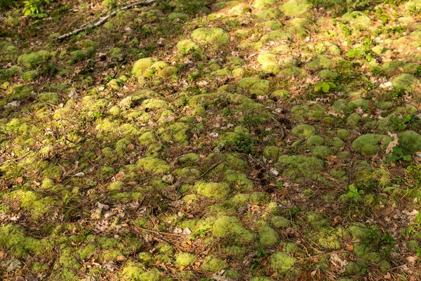 Detail of moss — Stock Photo, Image