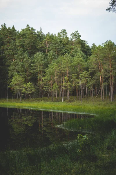 Orilla de un lago distófico —  Fotos de Stock